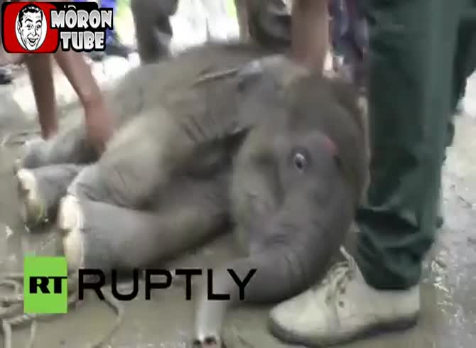 Video :A newborn elephant that fell into a drain is saved by a group of kindhearted guys